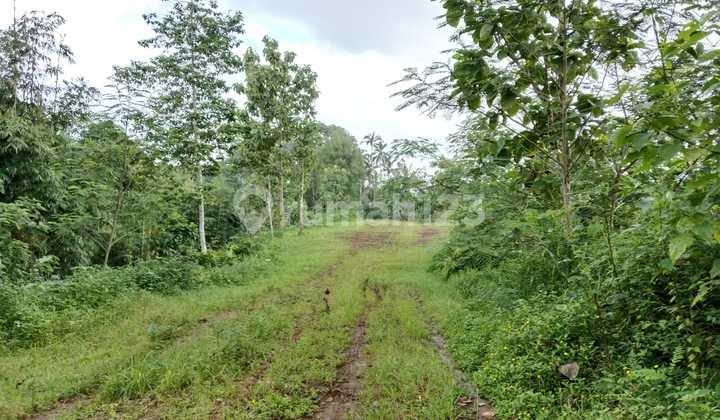 Exclusive Land Plot For Sale In Wongaya Gede – Tabanan