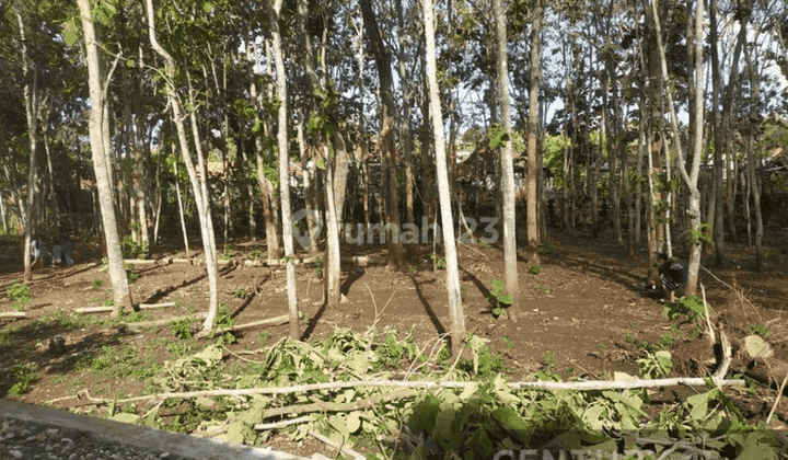 Tanah Pekarangan Luas Di Area Wisata Gunung Kidul 2