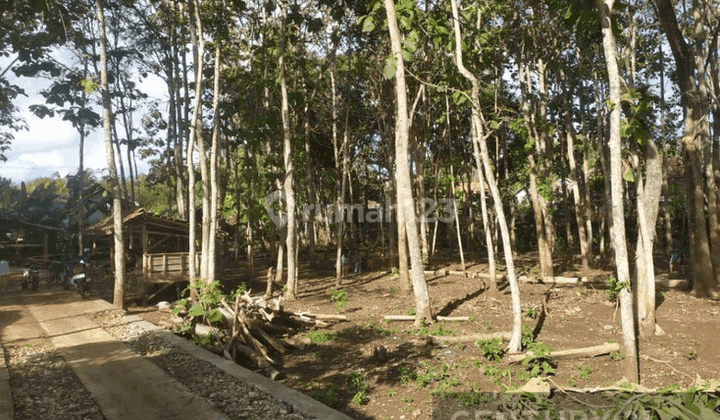 Tanah Pekarangan Luas Di Area Wisata Gunung Kidul 1