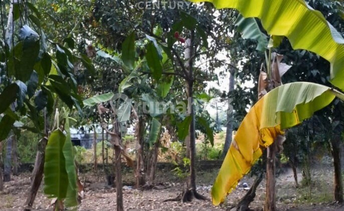 Land 580m2 on Jl Raya Yogya Solo, only 1 km from Prambanan Market.