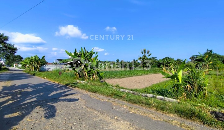 1,249m2 Rice Field Land in Mlati for Culinary Tourism with a Natural Ambiance 1,249m2 Rice Field Land in Mlati for Culinary Tourism with a Natural Ambiance