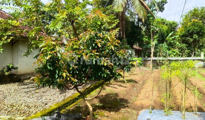 Rumah Halaman Luas Di Kalibawang Cocok Untuk Keluarga Besar 2