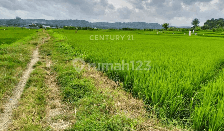 Tanah Sawah 1257m2 Di Bangunjiwo Cocok Untuk Usaha Kuliner Tanah Sawah 1257m2 Di Bangunjiwo Cocok Untuk Usaha Kuliner