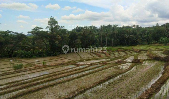 Tanah Luas 5900m2 Untuk Usaha Pertanian Di Kalibawang Kulon Progo 1