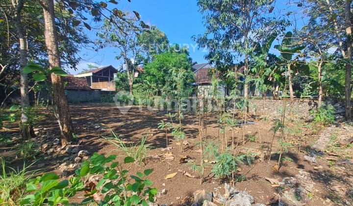 Tanah Pekarangan 341 M2 Di Kepek Cocok Untuk Bangun Hunian Tanah Pekarangan 341 M2 Di Kepek Cocok Untuk Bangun Hunian
