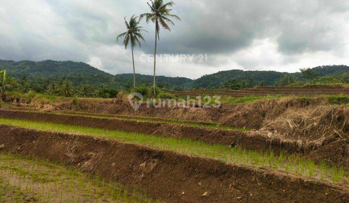 Tanah Luas 5900m2 Untuk Usaha Pertanian Di Kalibawang Kulon Progo 2
