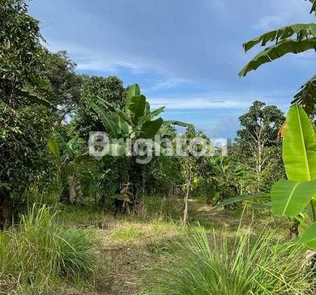 For Sale: 2 Hectare Durian Orchard in Leuwiliang, Bogor at IDR 350k per square meter.