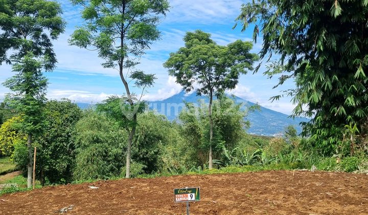 Tanah Kavling Murah Akses Mobil Puncak Bogor View Gunung Tanah Kavling Murah Akses Mobil Puncak Bogor View Gunung