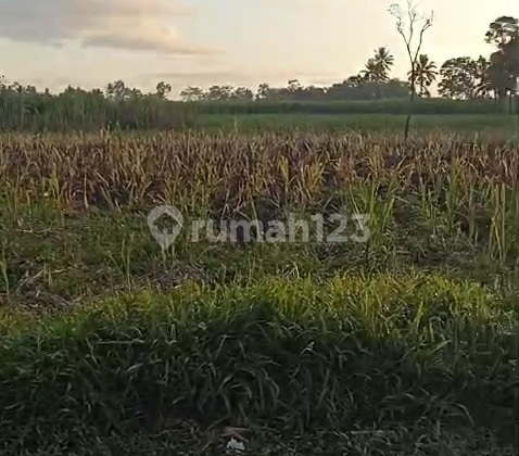 JUAL LAHAN TEBU DI GONDANGLEGI MALANG SELATAN JUAL LAHAN TEBU DI GONDANGLEGI MALANG SELATAN