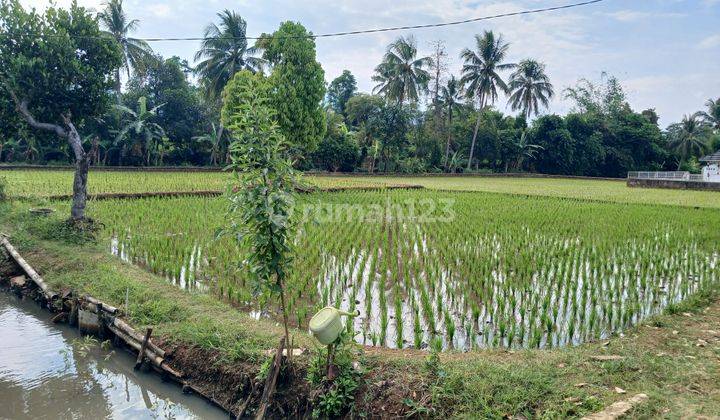 Dijual Sawah di Desa Nagrak Tanpa Perantara  2