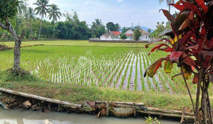 Dijual Sawah di Desa Nagrak Tanpa Perantara  1