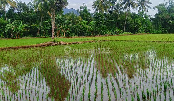 Dijual Sawah di Desa Nagrak Tanpa Perantara  2