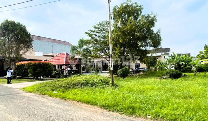 Tanah macan kumbang area kancil putih palembang