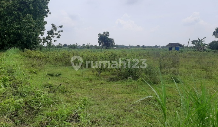 Land for Sale Cheap Auction Sawo Village Gresik Land for Sale Cheap Auction Sawo Village Gresik