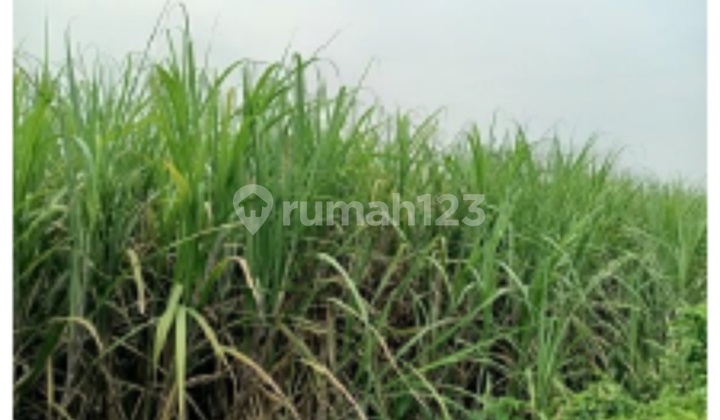 Dijual Tanah Lelang Murah Mojokerto Dijual Tanah Lelang Murah Mojokerto