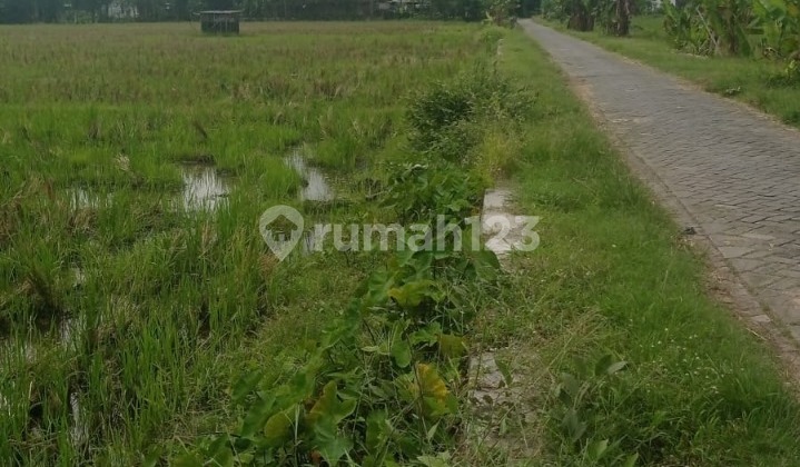 For Sale: Agricultural Land in Nguken Village, Padangan, Bojonegoro For Sale: Agricultural Land in Nguken Village, Padangan, Bojonegoro