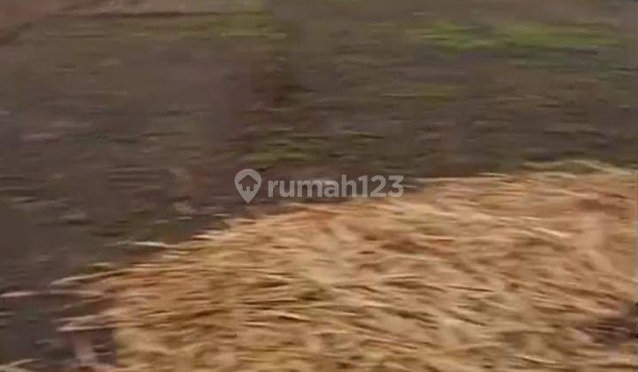 Dijual Tanah Desa Katur Kec.gayam Bojonegoro  2