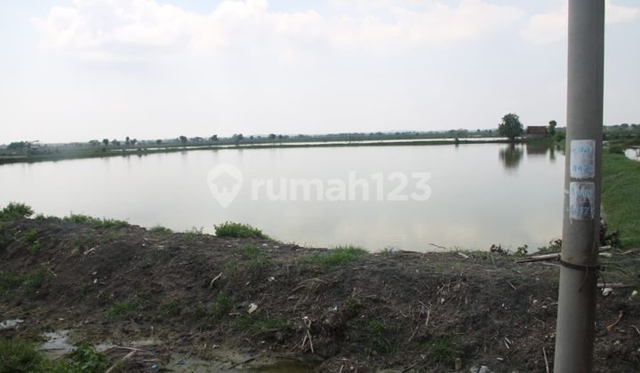 Dijual Tanah Tambak Lokasi Desa Golokan Sidayu Gresik 2