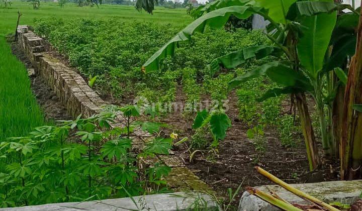 Dijual Tanah Luas Di Raya Balongpanggang Gresik 2