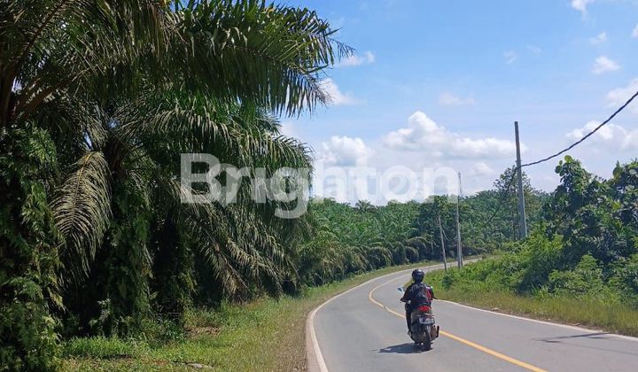 Tanah / Lahan Kebun Sawit Kilo 16 Loa Janan 1