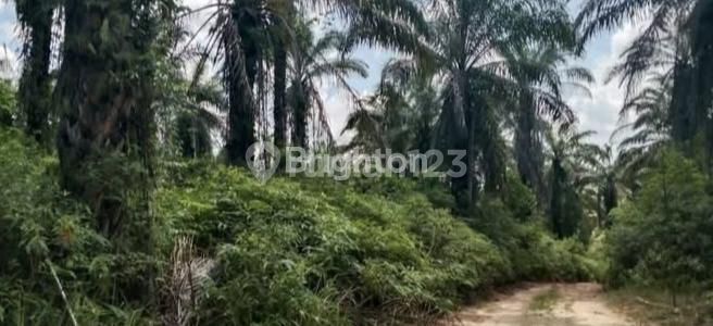 Tanah / Lahan Kebun Sawit Kilo 16 Loa Janan 2