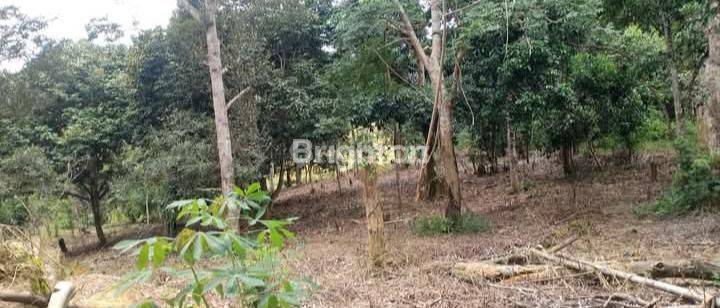 Tanah Kebun Jalan Poros Desa Bendang Tenggarong 2