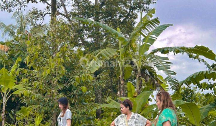 Disewakan Tanah Berlokasi Di Selemadeg - Tabanan  2
