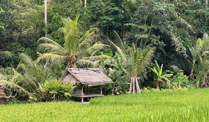 Land Plot for Sale in Semana Ubud 2