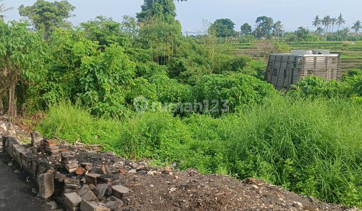 Tanah Disewakan Bali - Lokasi Buduk Mengwi 1