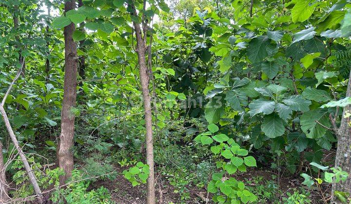 Tanah Luas Dijual Bali - Lokasi Tejakula Buleleng 2