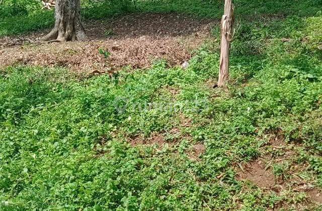 Dijual Tanah Luas Murah Bisa Untuk Dibangun Perumahan Di Desa Cihaur, Sukabumi 6