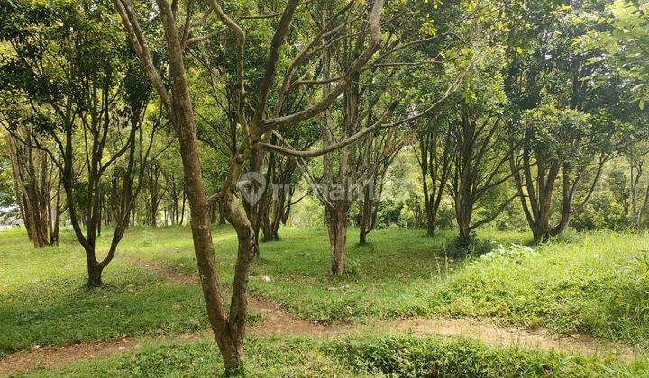 Jual Tanah Mateng Kebun Cengkeh  1