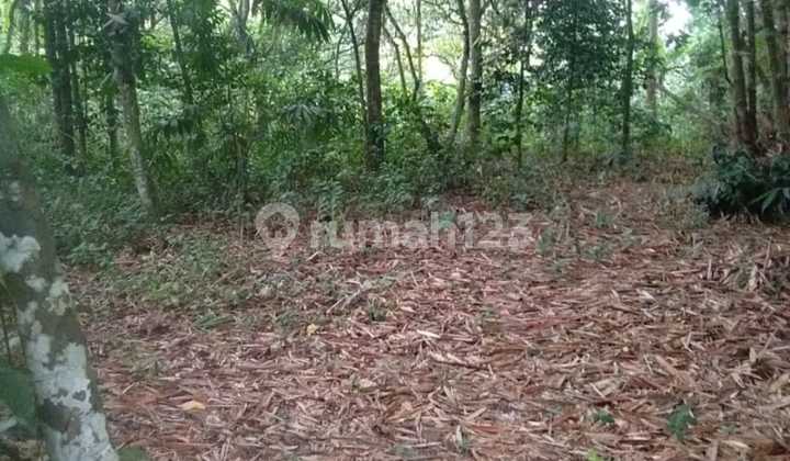 Kavling di Parung Panjang Bogor Kavling di Parung Panjang Bogor