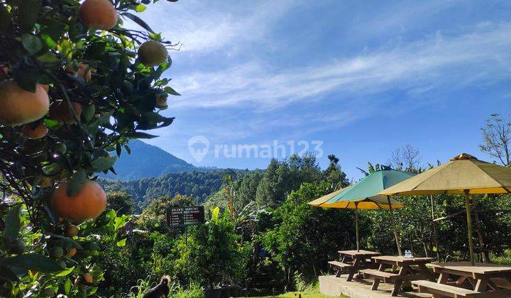 Villa di Cibodas Lembang Bonus Kebun Jeruk, Lemon, Kolam Ikan, Kandang Domba