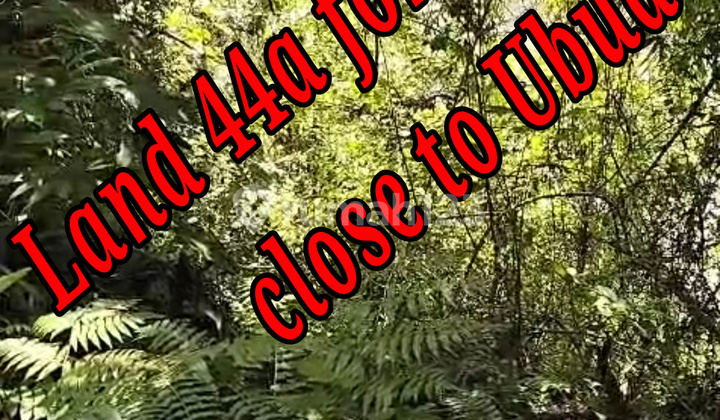 Land 44a For Lease At Silekarang Singapadu Close To Ubud Bali Tanah di Jl. Raya Silakarang no 1, Singapadu Kaler, Sukawati, Gianyar, Bali, Indonesia, 80582, Ubud SHM 4400.0 m² Land 44a For Lease At Silekarang Singapadu Close To Ubud Bali Tanah di Jl. Raya Silakarang no 1, Singapadu Kaler, Sukawati, Gianyar, Bali, Indonesia, 80582, Ubud SHM 4400.0 m²