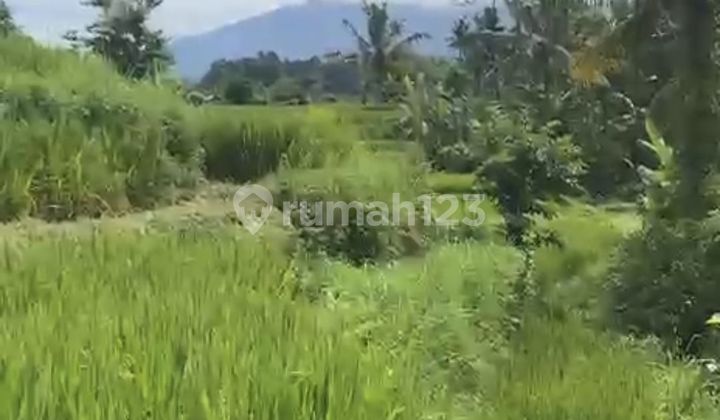 Land for Rent at Kikian Sidemen Traditional Village Bali
Land at Patal Kikian Villas Sinduwati, Jl. Raya Sinduwati, Sindu Wati, Sidemen, Karangasem, Bali, Indonesia, 80864, Sidemen
SHM 1300.0 m² Land for Rent at Kikian Sidemen Traditional Village Bali
Land at Patal Kikian Villas Sinduwati, Jl. Raya Sinduwati, Sindu Wati, Sidemen, Karangasem, Bali, Indonesia, 80864, Sidemen
SHM 1300.0 m²