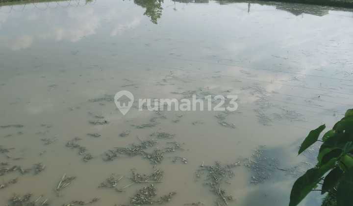 Tanah Sawah Lokasi Strategis Pinggir Jalan Tanah Sawah Lokasi Strategis Pinggir Jalan
