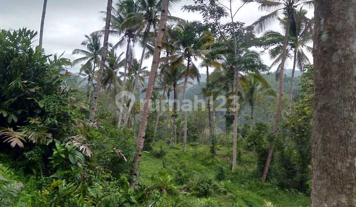Tanah Strategsi Akses Mudah di Blok. Pasir Honje Cikembang, Salopa, Tasikmalaya Tanah Strategsi Akses Mudah di Blok. Pasir Honje Cikembang, Salopa, Tasikmalaya