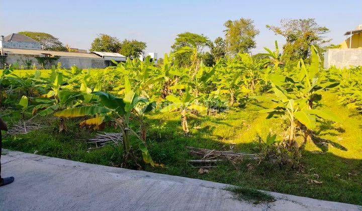 Tanah Sawah Jalur Kuning Dapat 2 Jalan Di Sewon Bantul 2