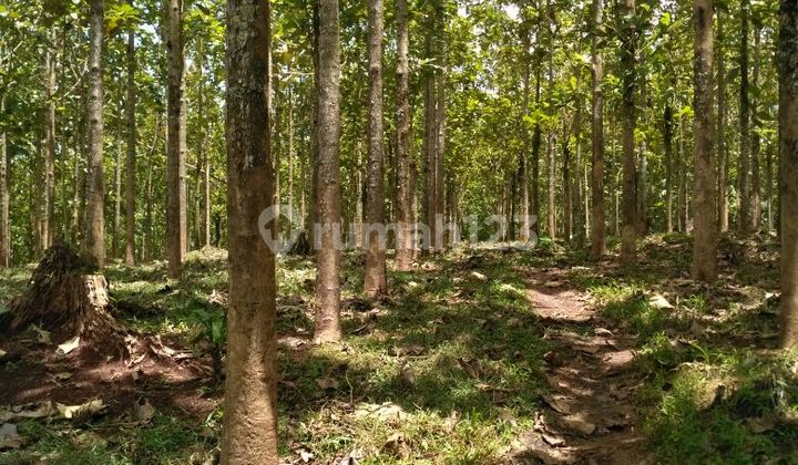 Affordable Large Land For Sale In Maja, Banten. Suitable For Housing, Industry, Plantations, And Warehousing Affordable Large Land For Sale In Maja, Banten. Suitable For Housing, Industry, Plantations, And Warehousing