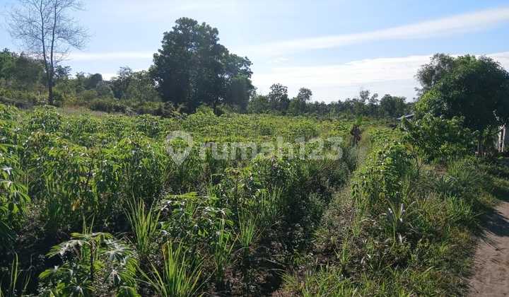 Jual Tanah Strategis Di Bintan Timur. Di Pinggir Jalan Aspal Lebar. Cocok Untuk Usaha Perumahan Atau Wisata. Jual Tanah Strategis Di Bintan Timur. Di Pinggir Jalan Aspal Lebar. Cocok Untuk Usaha Perumahan Atau Wisata.