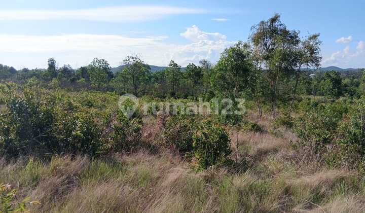 Jual Tanah Strategis Di Bintan Timur. Di Pinggir Jalan Aspal Lebar. Cocok Untuk Usaha Perumahan Atau Wisata. Jual Tanah Strategis Di Bintan Timur. Di Pinggir Jalan Aspal Lebar. Cocok Untuk Usaha Perumahan Atau Wisata.