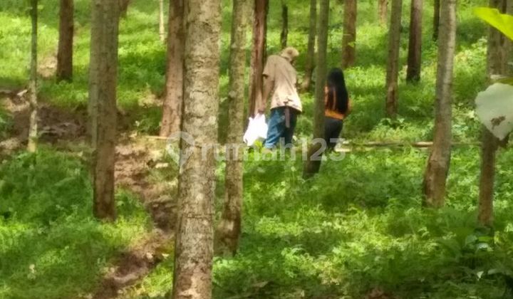 Affordable Large Land For Sale In Maja, Banten. Suitable For Housing, Industry, Plantations, And Warehousing Affordable Large Land For Sale In Maja, Banten. Suitable For Housing, Industry, Plantations, And Warehousing