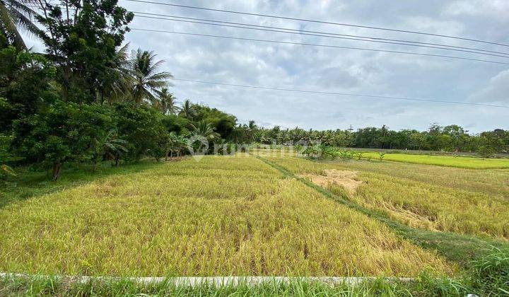 Dijual Tanah / Lahan Komersial Zona Kuning Hunian / Agribisnis / Gudang 3.452 m di Pinggir Jalan Nasional Purworejo – Yogyakarta 2