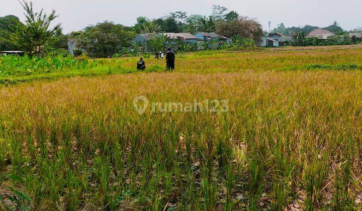 Sawah dan Tanah 2000m Lokasi Strategis di Curug Tangerang  1