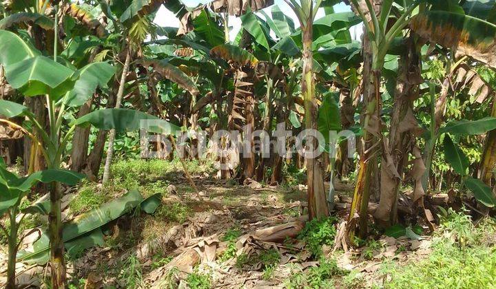 tanah kavling siap bangun kondisi datar di jalan Bayur Samarinda  1