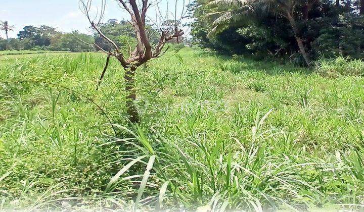 Tanah Sawah di Sindumartani Ngemplak Sleman Yogyakarta 1