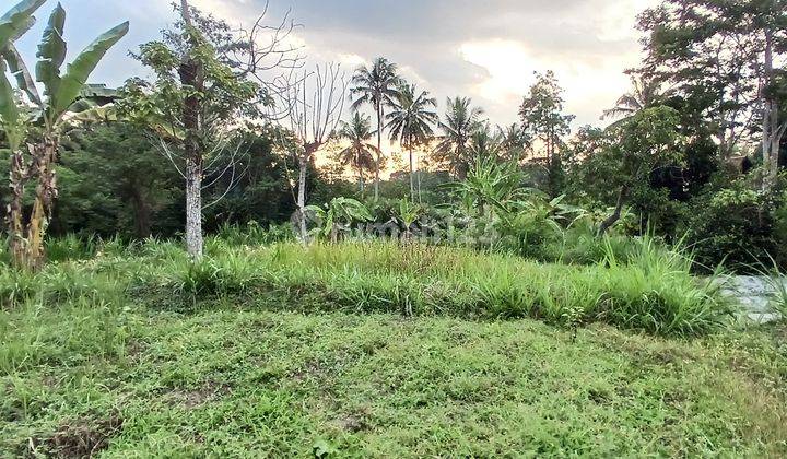 Tanah Sawah Lokasi Pakembinangun Sleman, Yogyakarta 2