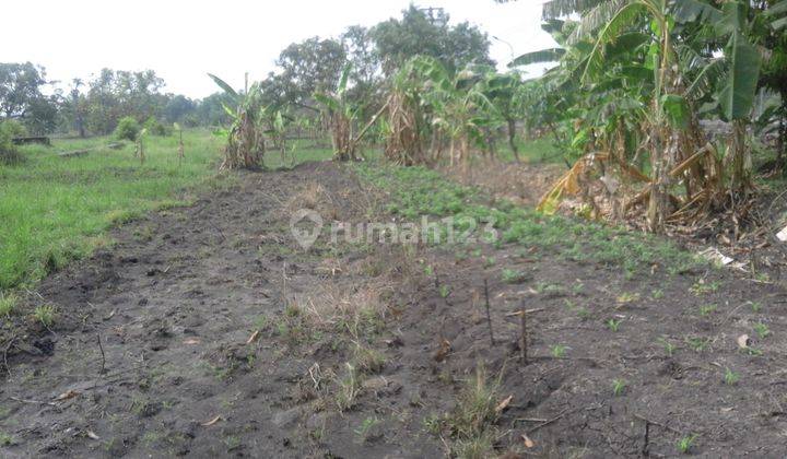 Dijual Sawah Raya Lakarsatri Sby  2