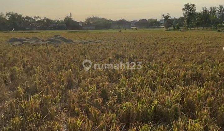 Dijual Lahan Kec Kaliwates Kel Tegal Besar Jember 1